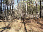 A wooded area with leafless trees and scattered underbrush, casting long shadows in the sunlight.