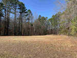 A clear day over a grassy clearing with a surrounding forest of tall pine trees.