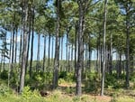 A sunny day in a pine forest with tall trees and underbrush.