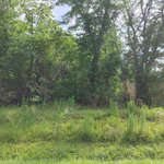 A lush green woodland edge with overgrown grass and a variety of trees on a clear day.