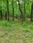 A dense green woodland with a variety of trees and underbrush.