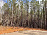 A dirt road runs alongside a dense forest of tall, slender trees with a clear sky overhead.