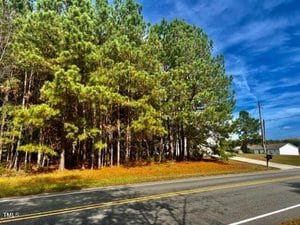 A sunny day with clear blue skies over a roadside scene featuring a cluster of tall pine trees and a stretch of green grass, with a residential building visible in the background to the right.