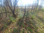 A wooded area during the day with sunlight filtering through trees, featuring a mix of green underbrush and fallen autumn leaves on the ground.
