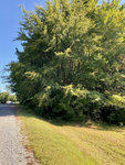 A row of lush green trees beside a road with a clear blue sky overhead.