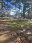 A sunny day casts shadows on a natural area with tall pine trees, a clear sky above, and houses visible in the distance.