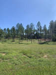 A tranquil scene of a grassy field with a sparse distribution of tall pine trees under a clear blue sky at 00 Dr Finch Road, Henderson NC.