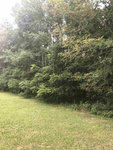 A grassy clearing leading up to a dense grove of trees with varying shades of green foliage at 0 Pegram Lane, Henderson NC.