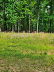 A grassy clearing transitioning into a dense forest with tall trees and green foliage at Lot 46 Cotton Pickin Place, Henderson NC.