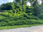 A dense growth of green shrubbery and trees beside a paved path or street at 509 Grant Street, Henderson NC.