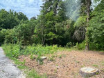A cleared section of land with tree stumps adjacent to a pathway at 705 Jefferson Street, surrounded by dense greenery.
