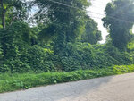 A road lined with dense vegetation and trees, some of which are covered in ivy or a similar climbing plant, with power lines visible overhead near 513 Grant Street, Henderson NC.
