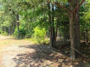 A sunny woodland scene at 0 N Hacienda Lane, Henderson NC, with a dirt path on the left and dense green foliage under tall pine trees, casting shadows on the ground.