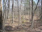 A dense forest with thin, bare trees and scattered leaf litter under a bright, clear sky at 0 Bullock Lane, Henderson NC.