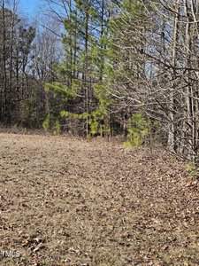 A clearing with dried grass leads to a forest with a mix of pine and leafless deciduous trees under a clear blue sky.