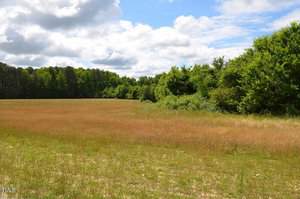 A scenic open field with tall grasses transitions from green to golden under a partly cloudy sky. Dense green trees line the right and background edges, creating a natural border for the expansive meadow.