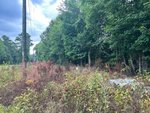 A utility pole stands beside a rural roadside on 8549 158 Business West Hwy in Henderson, with overgrown vegetation and dense green trees on the right; the sky is partly cloudy.