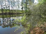 A serene lakeside scene with dense trees reflected in the still water. Bushes and branches extend over the lake's edge on the right. The background features a dense forest of tall pine trees under a clear sky.