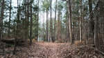 A forest path covered in fallen leaves leads through tall, thin trees with sparse underbrush near 115 Balance Rock Road, Kittrell. The scene is serene with shades of green and brown, and sunlight filters through the branches onto the forest floor.