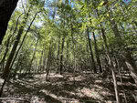 A serene forest scene on 001 Sims Bridge Road in Kittrell, with tall, slender trees reaching towards the blue sky. Sunlight filters through the vibrant green leaves, casting dappled shadows on the forest floor covered in leaves and underbrush. The forest appears calm and inviting.