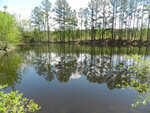 A peaceful lake near 357 Warner Winn Road in Kittrell is surrounded by tall pine trees, whose reflections can be seen in the still water. The sky above is partly cloudy. Shrubs with green leaves are growing near the lake's edge in the foreground. The scene is tranquil and natural.
