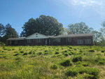 A single-story ranch-style house with a brick exterior stands amidst an overgrown grassy yard. There are several windows and a dark front door, and trees tower in the background under a clear, sunny sky.