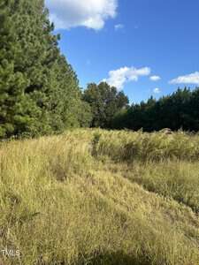 A sunny landscape with a grassy field flanked by dense green pine trees under a blue sky with scattered clouds.