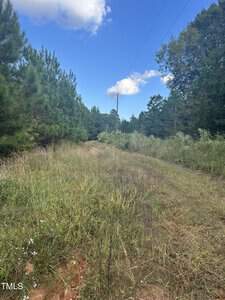 A dirt path runs through a grassy, overgrown area with tall trees on either side under a clear blue sky with a few clouds.