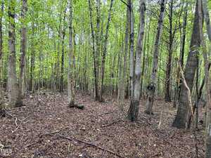 A tranquil forest scene with tall, slender trees featuring light gray bark, standing closely together. The forest floor is covered in brown leaves and the canopy above allows dappled sunlight to filter through the vibrant green leaves.