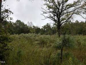 Dense tall grass and ferns cover a forested landscape under a cloudy sky. Sparse trees, some with bare branches, are scattered in the background. The scene has a muted, overcast appearance.
