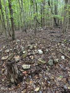 A forest scene with a damp, leaf-covered ground. A few scattered rocks and a tree stump are in the foreground, surrounded by tall trees with green leaves. The atmosphere is wet and overcast.