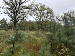 A dense forest scene with tall green grass and various trees on a cloudy day. The landscape displays a mix of evergreen and deciduous trees under an overcast sky.
