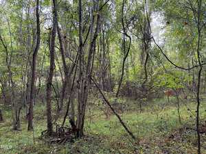 A dense forest scene with thin trees and a green, leafy canopy. The ground is covered in lush grass and scattered leaves. Sunlight filters through the foliage, creating a serene and natural atmosphere.
