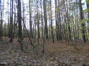 A dense forest with tall, slender trees and a forest floor covered in fallen leaves. Sunlight filters through the branches, casting dappled light on the ground. The scene is serene and autumnal.