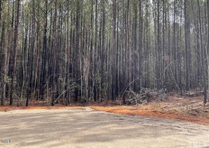At the edge of a sandy clearing, Henderson's forest with its tall, thin trees stretches outward. Nearby, 0 Fish Stallings Rd winds through sparse undergrowth and fallen branches, creating a serene, undisturbed natural environment.