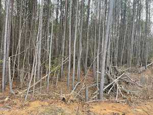 Dense forest with tall, slender trees and scattered fallen branches on the ground. The forest floor is covered with pine needles, and sparse green foliage can be seen among the trees.
