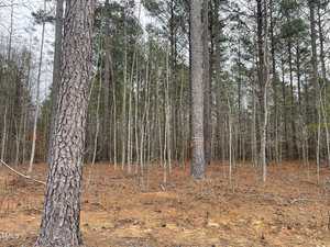 A forest of tall pine trees with sparse underbrush, layered with brown fallen needles. A tree in the foreground has colored markings. The sky is overcast, giving the scene a muted tone.