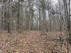 A forest path covered with dry leaves stretches into the distance. Leafless trees with thin trunks line the trail under a cloudy sky, creating a quiet, wintry atmosphere.