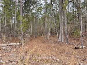 A forest scene with a dense mix of tall trees and underbrush. The forest floor is covered with fallen leaves and pine needles. The scene has a natural, untouched appearance.