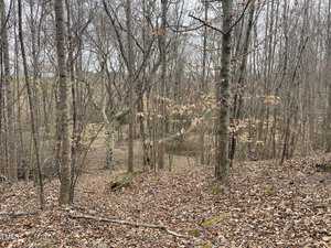 A woodland scene with bare trees and a forest floor covered in fallen leaves. The branches are mostly leafless, suggesting late autumn or winter. The landscape is gently sloping, with a sparse undergrowth visible in the background.
