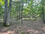 Located near 8708 Lonnie Harris Road, Oxford, this serene forest scene boasts tall trees and abundant green foliage. Sunlight filters through the canopy, casting dappled shadows on the leaf-covered ground. The sparse undergrowth adds to the tranquil atmosphere of these woods.