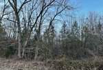 A dense forest near Oxford, with bare trees and evergreen conifers under a clear blue sky. The ground along 0 Belltown Road is covered with brown leaves and dry grass, suggesting winter or late autumn.
