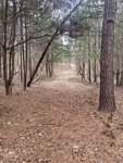 A forest path, much like the serene Lake Road, is surrounded by tall trees and a rich carpet of fallen leaves and pine needles. The narrow trail leads into a dense grove, creating a sense of peaceful seclusion that even Bullock would cherish.