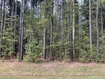 A dense forest near Oxford with tall, slender trees and lush green undergrowth, stretching like a natural sanctuary behind 4118 Emily Lane. The forest floor is covered with grass and leaves, exuding a serene atmosphere that feels untouched by time.