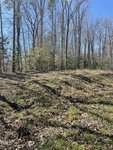 A sunlit forest clearing on 9651 Island Creek Road features tall, leafless trees casting shadows on the grassy ground. Sparse underbrush and fallen leaves cover the area in Bullock, where a clear blue sky heralds a bright day.