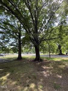 A large, leafy tree stands in a sunlit park, casting dappled shadows on the grassy ground. Nearby, a street with parked cars is partially visible through the branches.