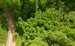 Aerial view of a lush green forest near Rougemont, with a dense tree canopy. A dirt road, possibly 1405 Black Farm Road, runs along the left side, partially visible through the thick foliage. Sunlight filters through the trees, creating a vibrant, natural scene.