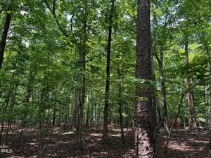 A sunlit forest with tall, green-leaved trees and a brown, leaf-covered ground. Sunlight filters through the dense foliage, casting dappled shadows on the forest floor.