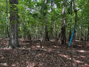 A sunlit forest with densely packed trees and a forest floor covered in dry leaves and twigs. A blue ribbon is tied around one of the tree trunks on the right.