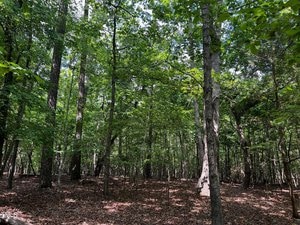 A serene forest scene with tall trees and lush green leaves under a clear blue sky. Sunlight filters through the canopy, casting dappled shadows on the leaf-covered forest floor.